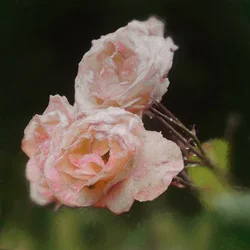 Blush Roses